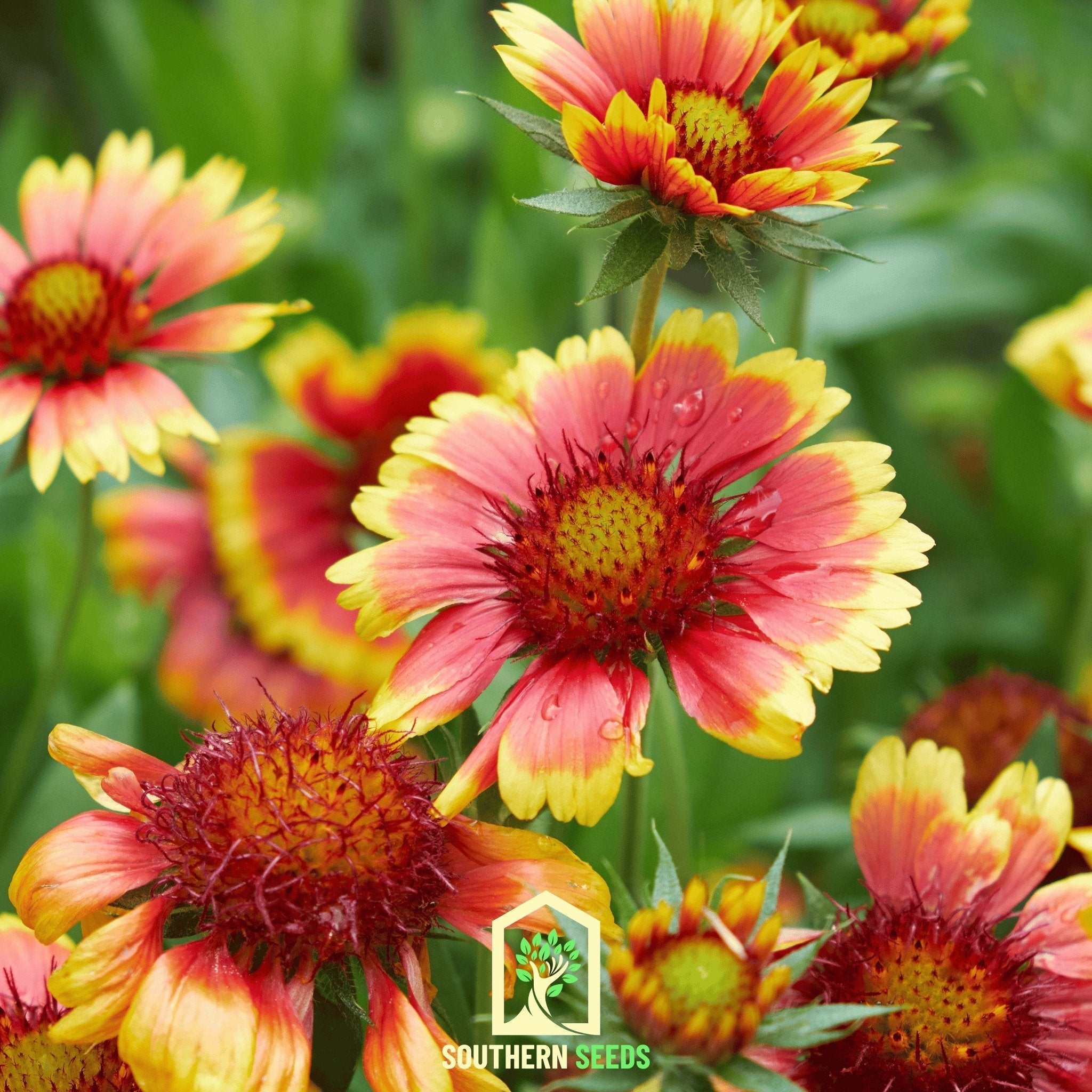 Indian Blanket – Firewheel – 200 Seeds | Seeds | Wiccan Center