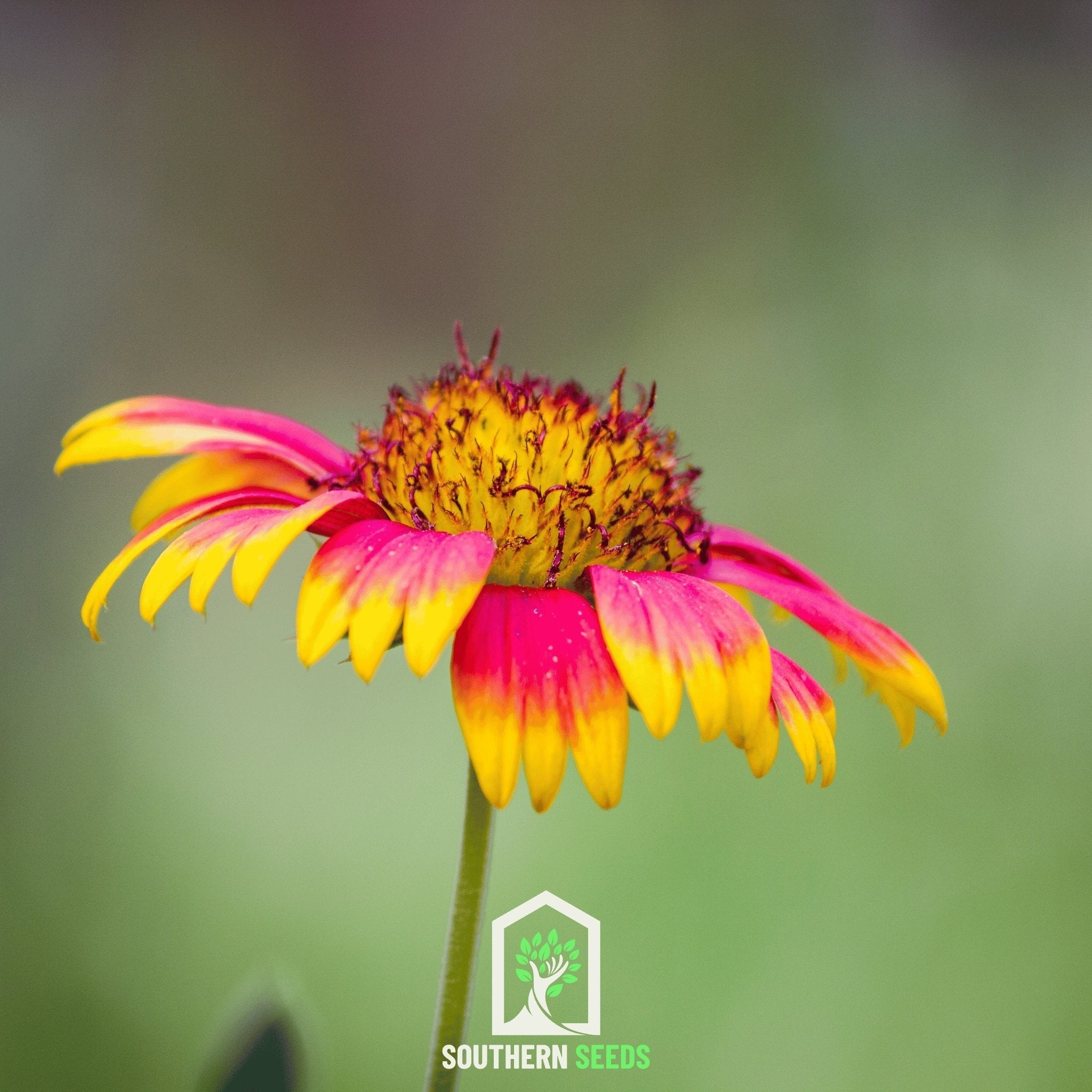 Indian Blanket – Firewheel – 200 Seeds | Seeds | Wiccan Center