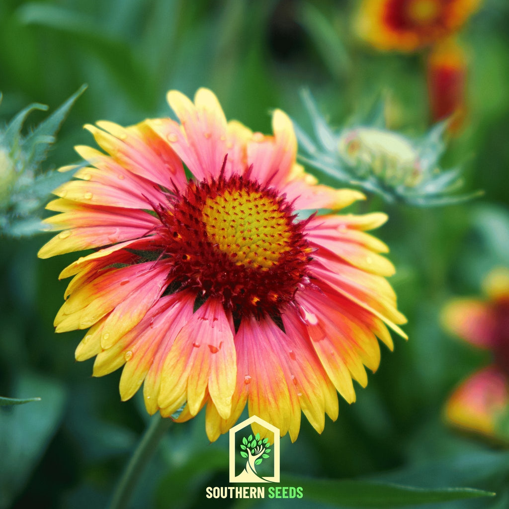 Indian Blanket – Firewheel – 200 Seeds | Seeds | Wiccan Center