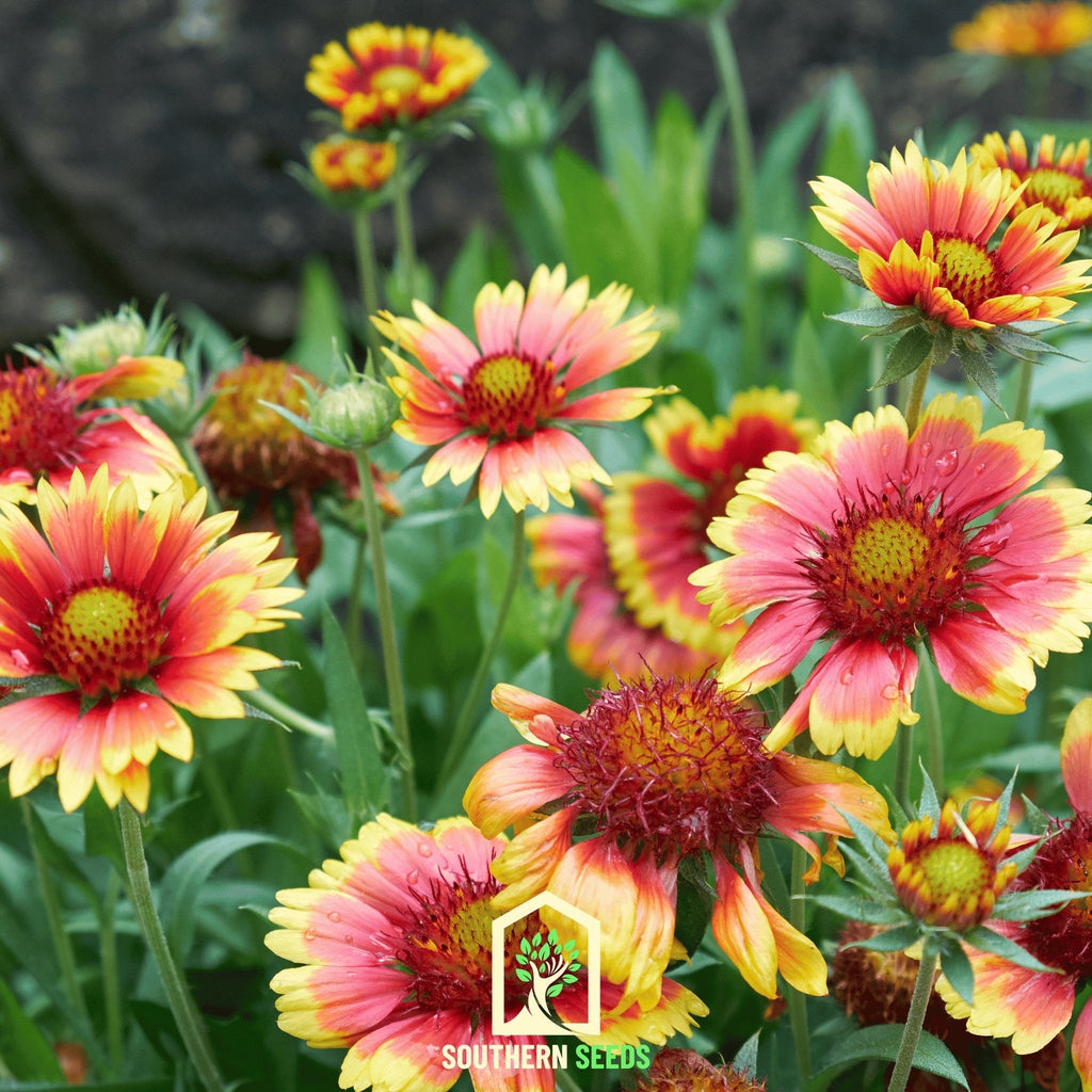 Indian Blanket – Firewheel – 200 Seeds | Seeds | Wiccan Center