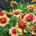 Indian Blanket – Firewheel – 200 Seeds | Seeds | Wiccan Center