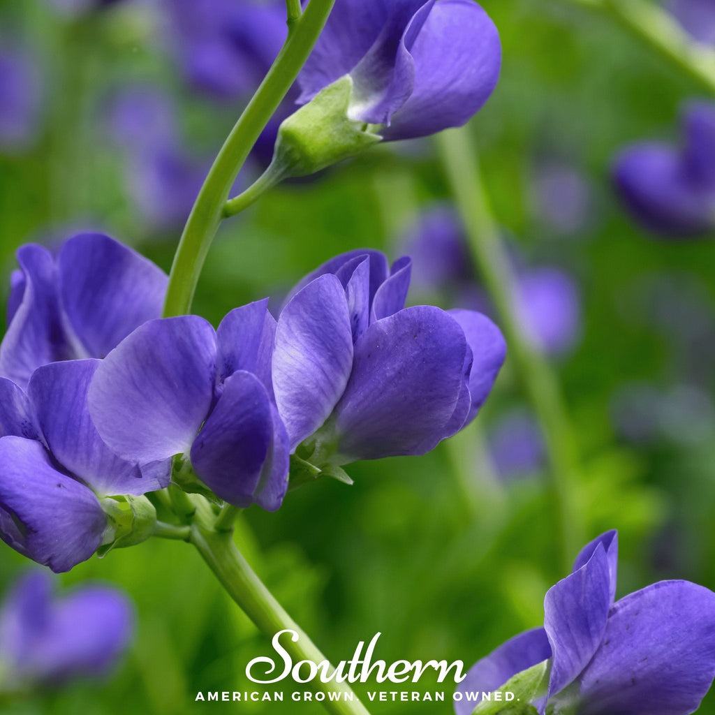 Wild Blue Indigo – 35 Seeds | | Wiccan Center