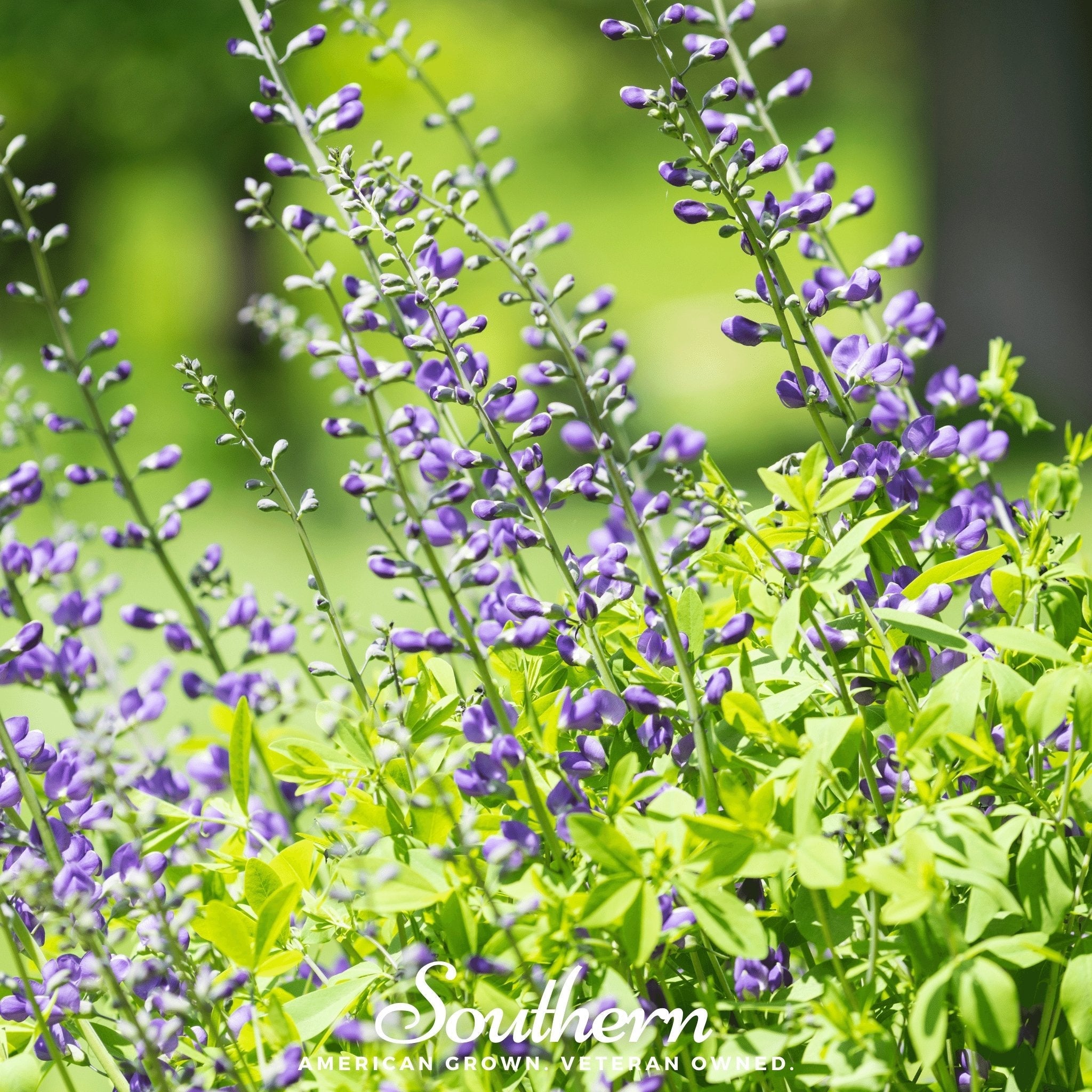 Wild Blue Indigo – 35 Seeds | | Wiccan Center