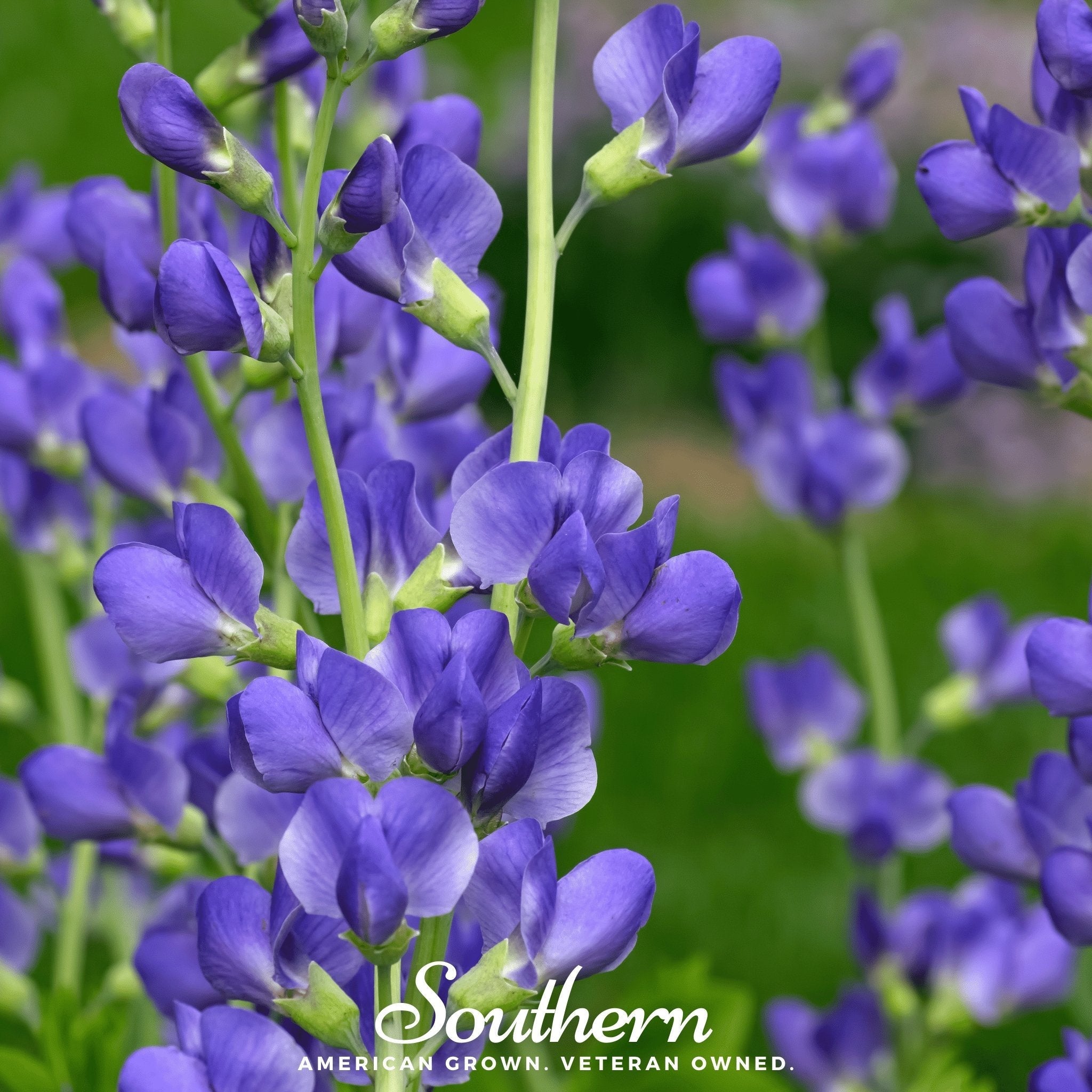 Wild Blue Indigo – 35 Seeds | | Wiccan Center