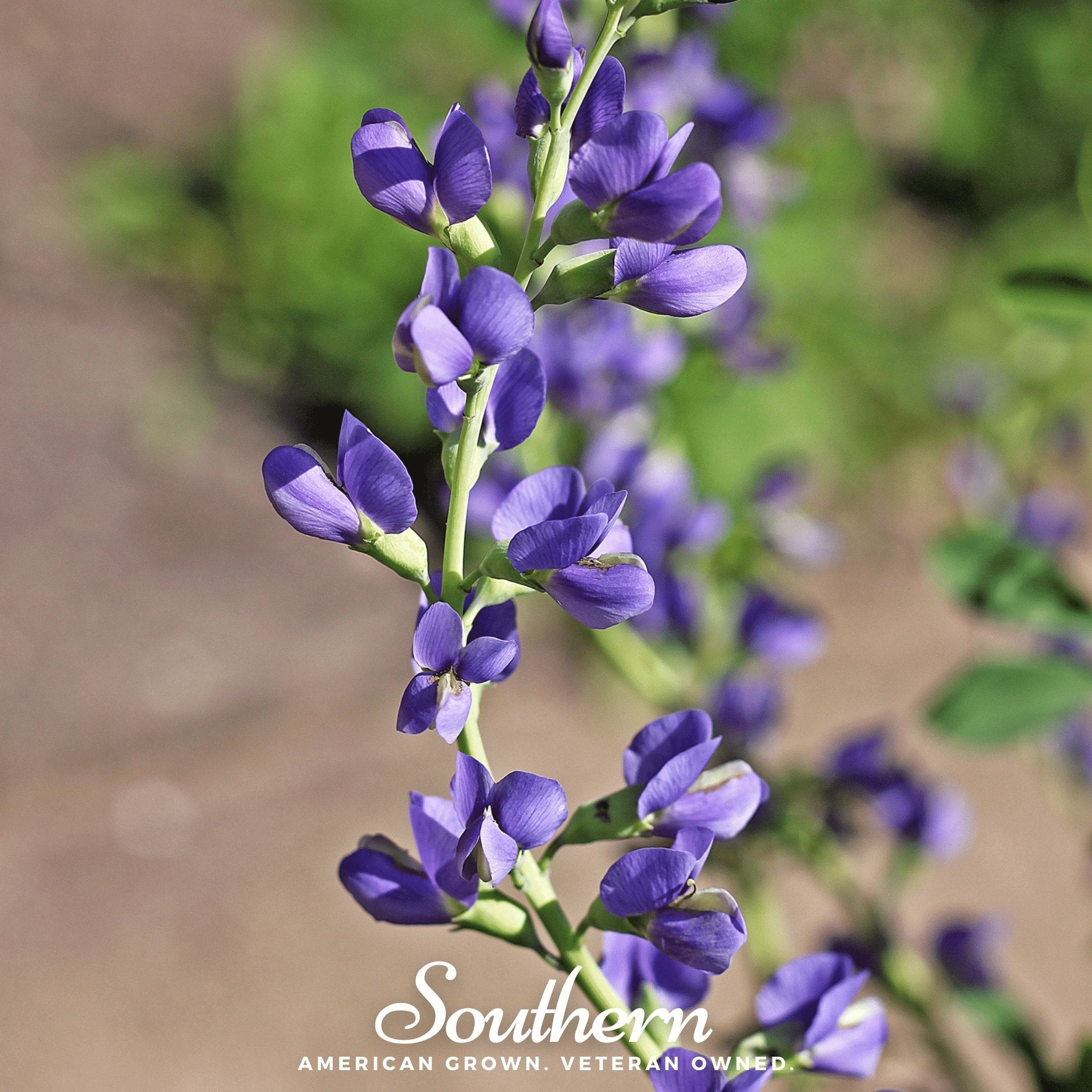 Wild Blue Indigo – 35 Seeds | | Wiccan Center