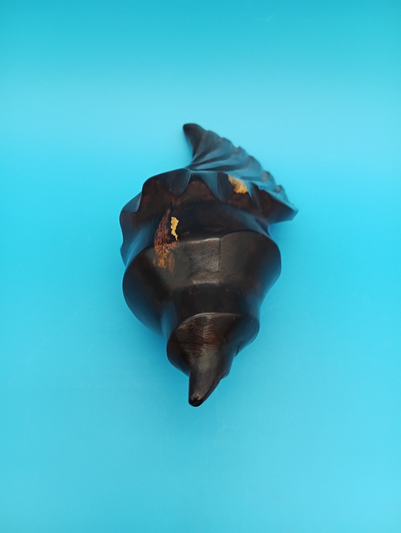 Ironwood Carved Conch Shell – 6.5" Coastal Decor Accent