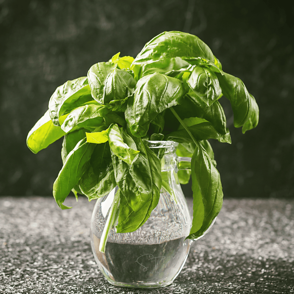 Italian Large Leaf Basil – 250 Seeds | Seeds | Wiccan Center