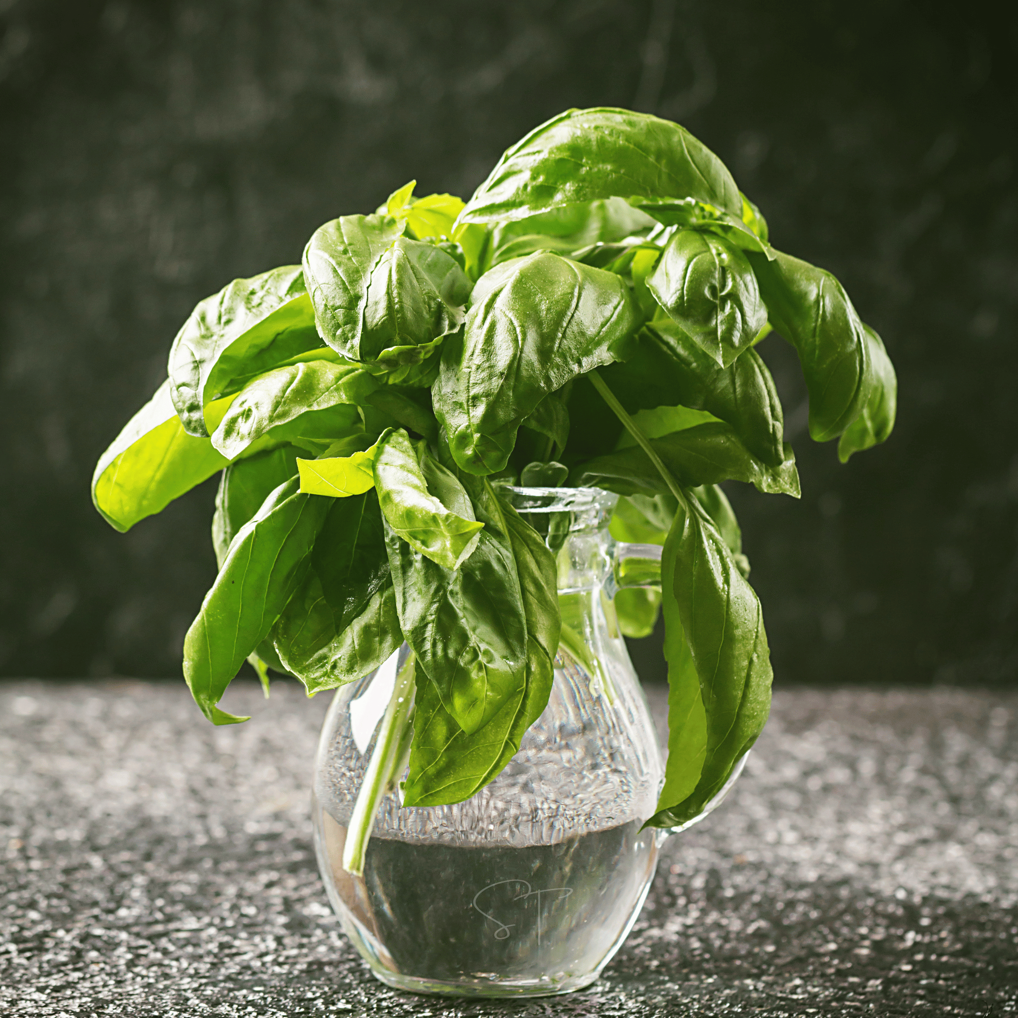 Italian Large Leaf Basil – 250 Seeds | Seeds | Wiccan Center