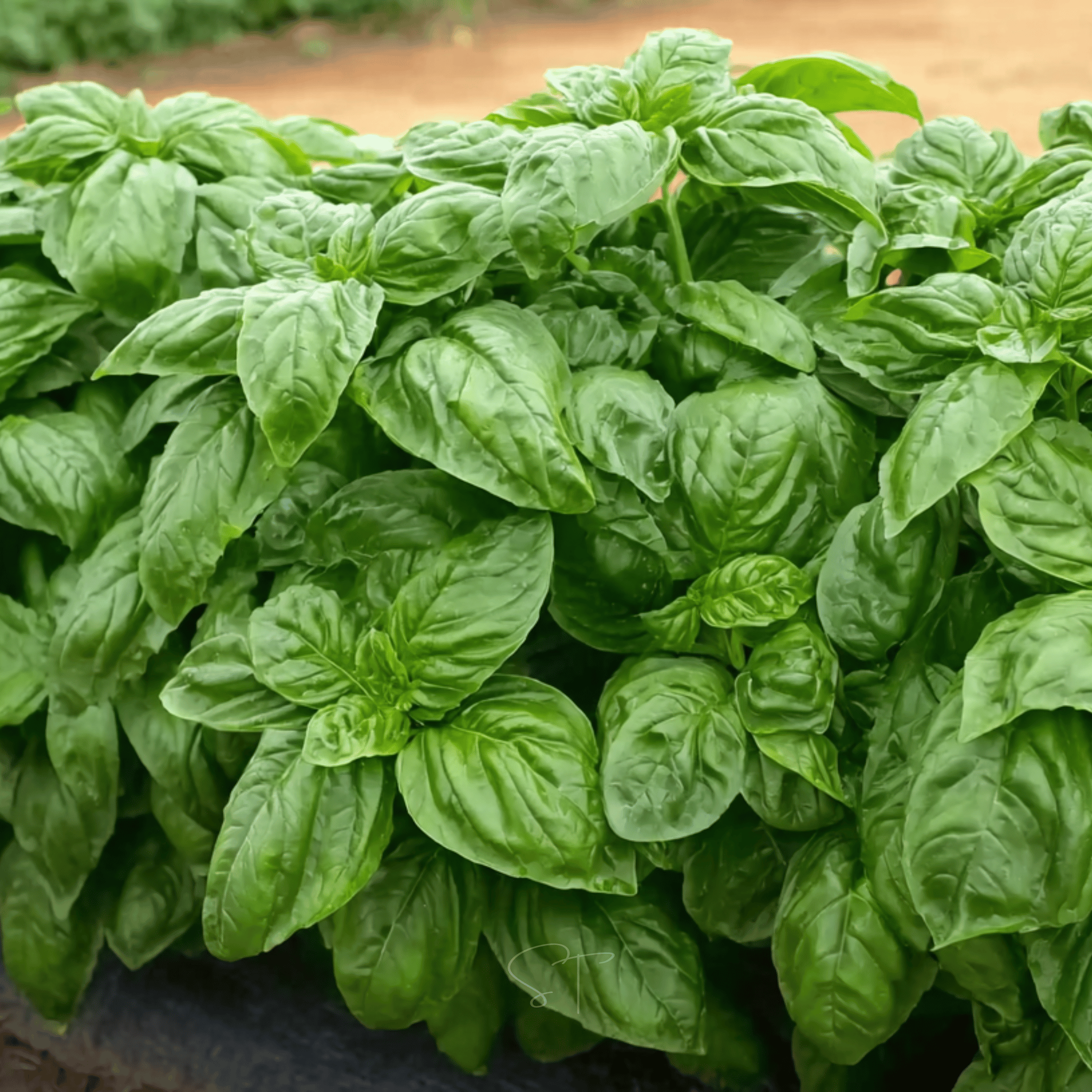Italian Large Leaf Basil – 250 Seeds | Seeds | Wiccan Center