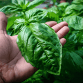 Italian Large Leaf Basil – 250 Seeds | Seeds | Wiccan Center
