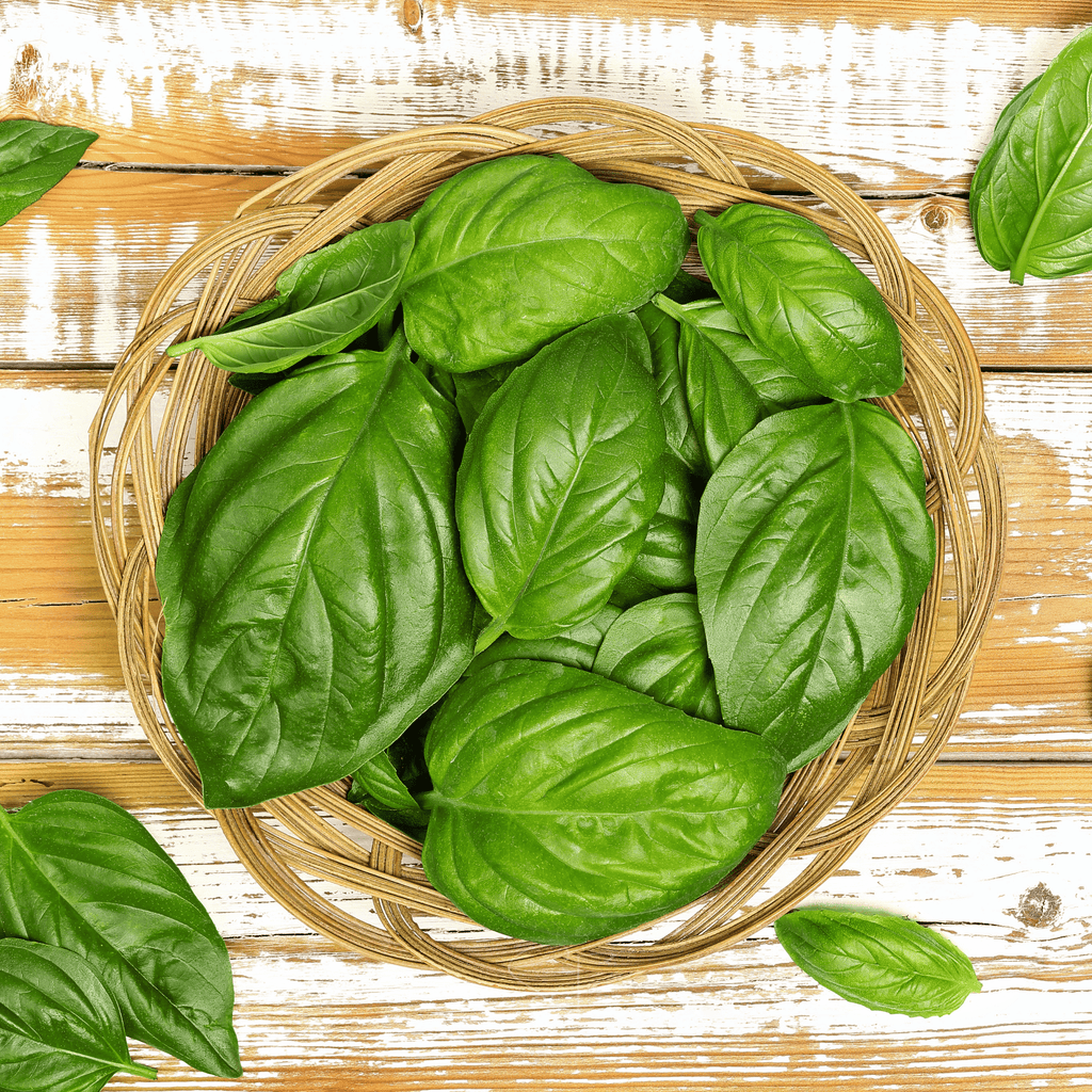 Italian Large Leaf Basil – 250 Seeds | Seeds | Wiccan Center