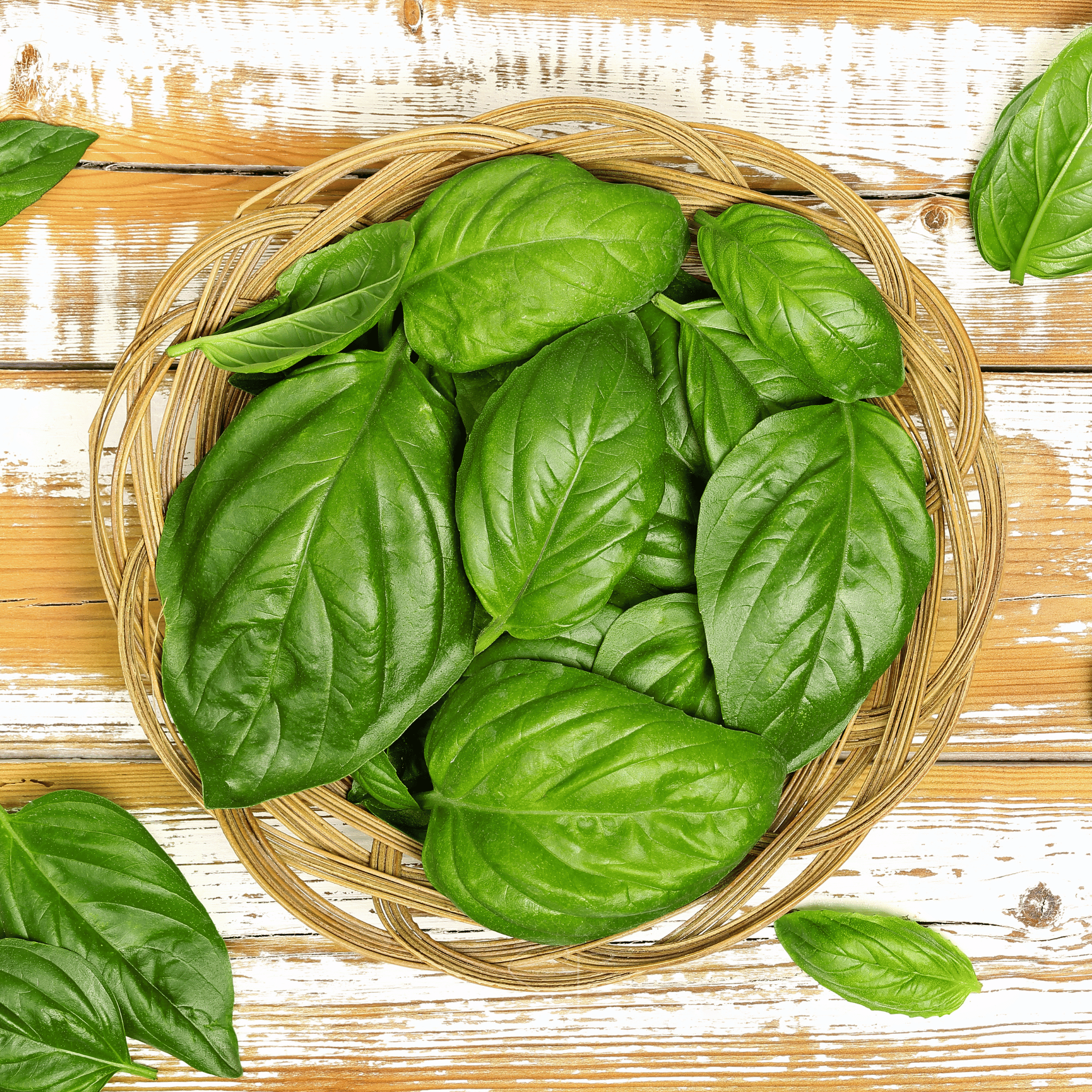 Italian Large Leaf Basil – 250 Seeds | Seeds | Wiccan Center