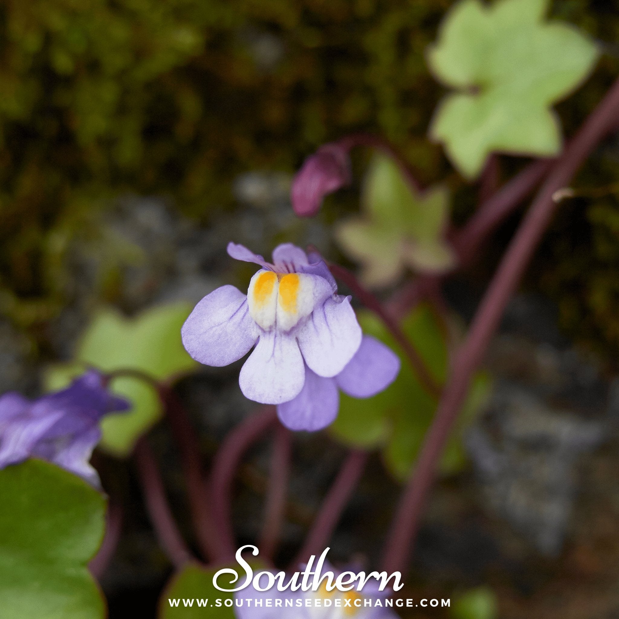 Kenilworth Ivy – 100 Seeds | | Wiccan Center