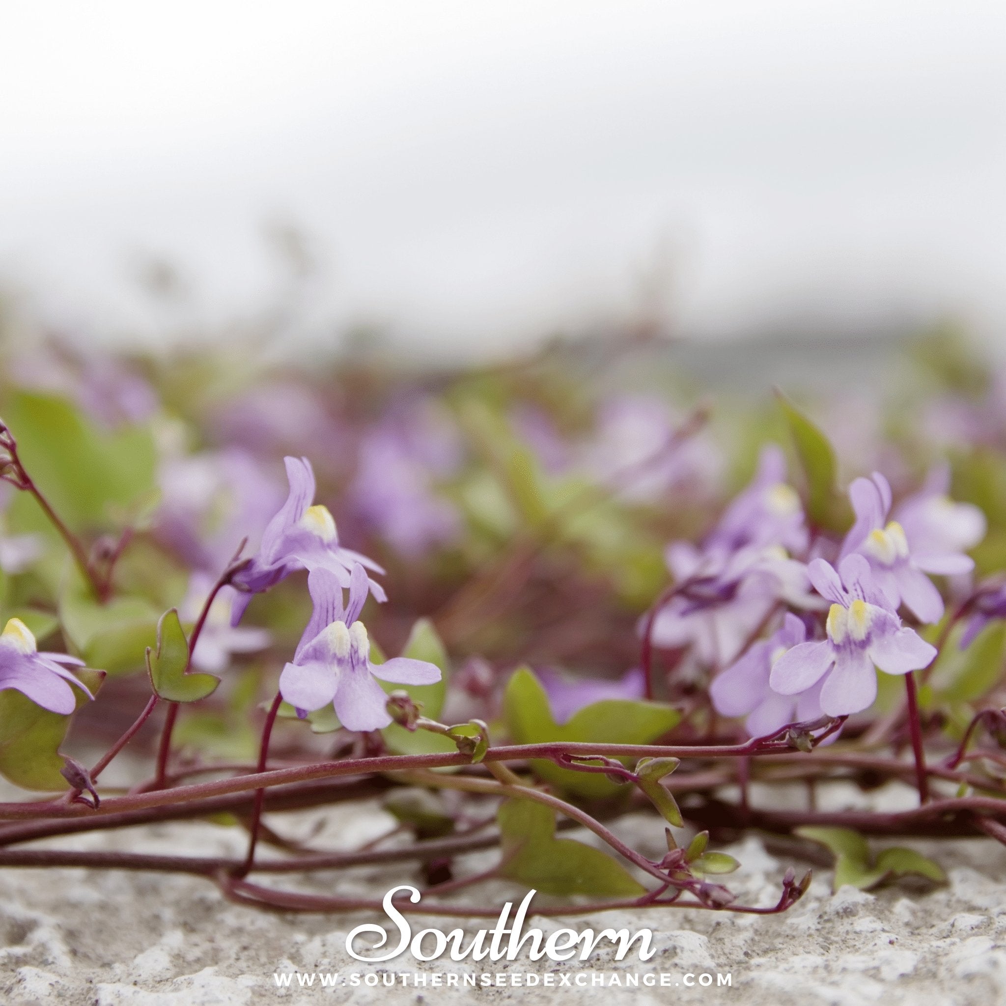 Kenilworth Ivy – 100 Seeds | | Wiccan Center