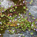 Kenilworth Ivy – 100 Seeds | | Wiccan Center