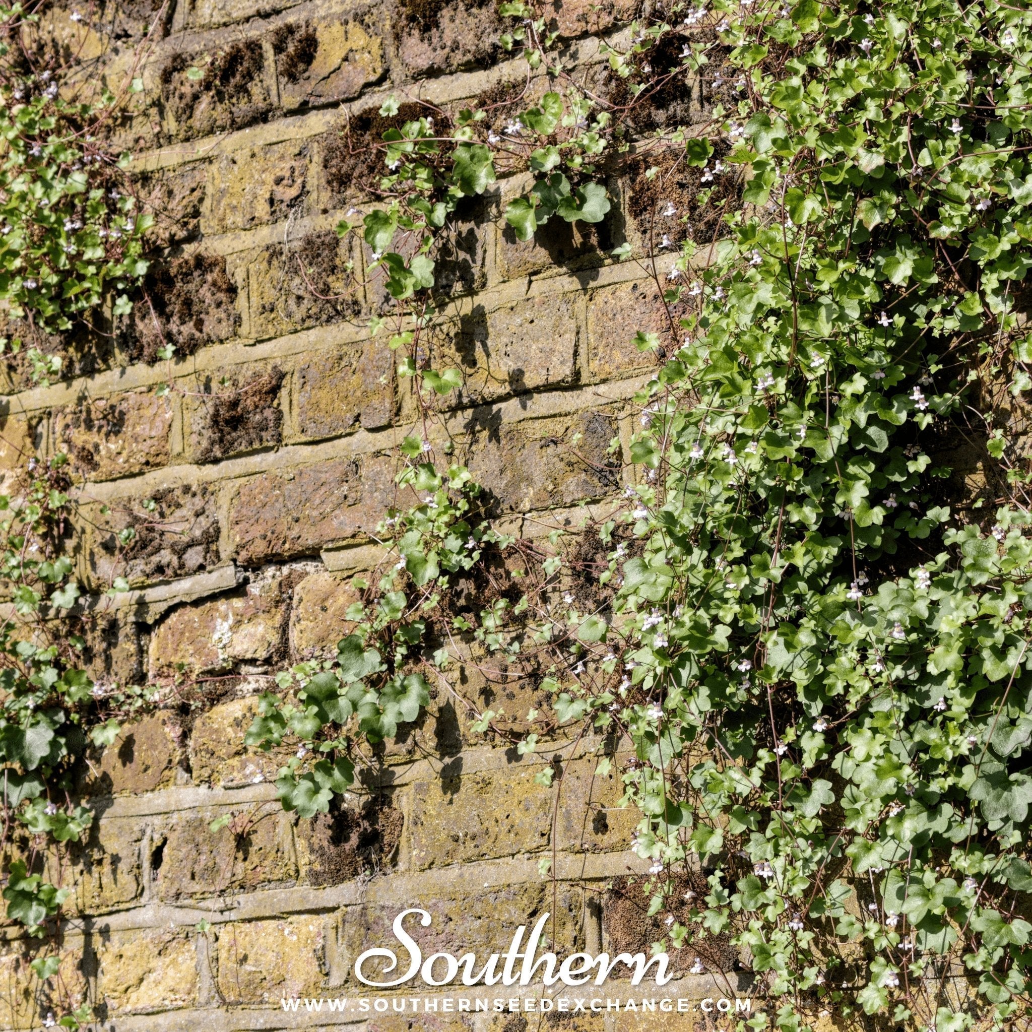 Kenilworth Ivy – 100 Seeds | | Wiccan Center