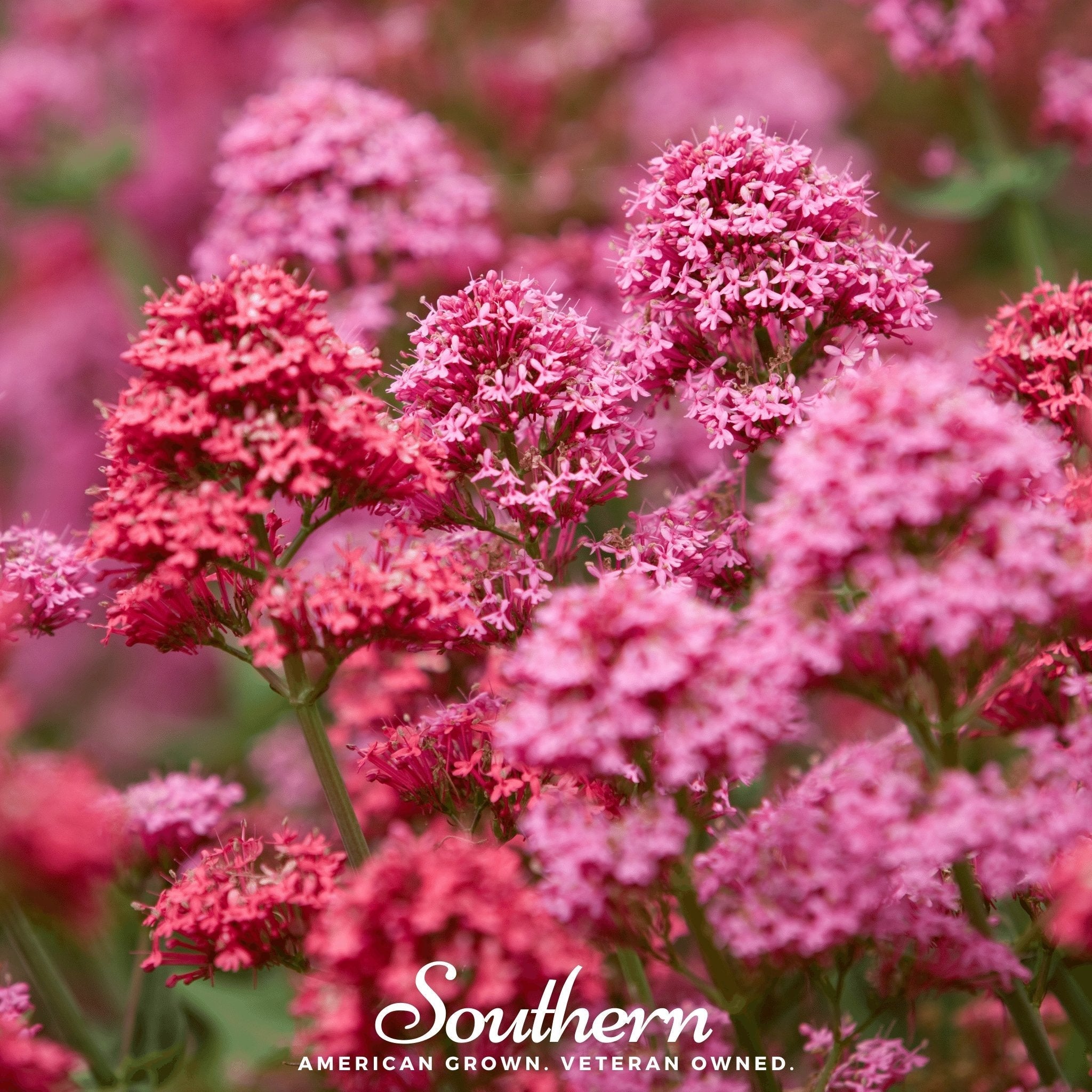 Spotted Joe Pye Weed – 100 Seeds | | Wiccan Center