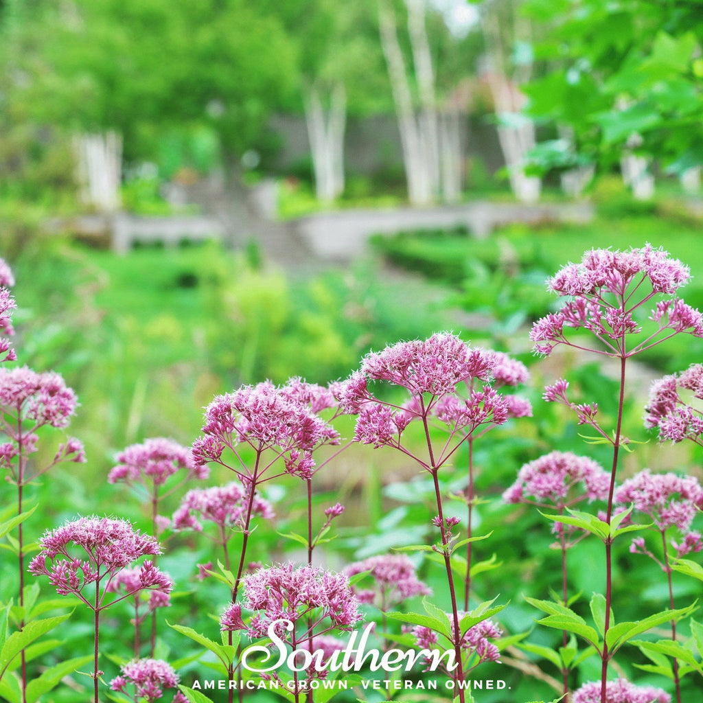 Spotted Joe Pye Weed – 100 Seeds | | Wiccan Center
