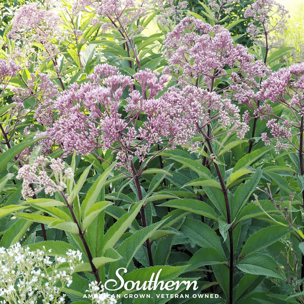 Spotted Joe Pye Weed – 100 Seeds | | Wiccan Center