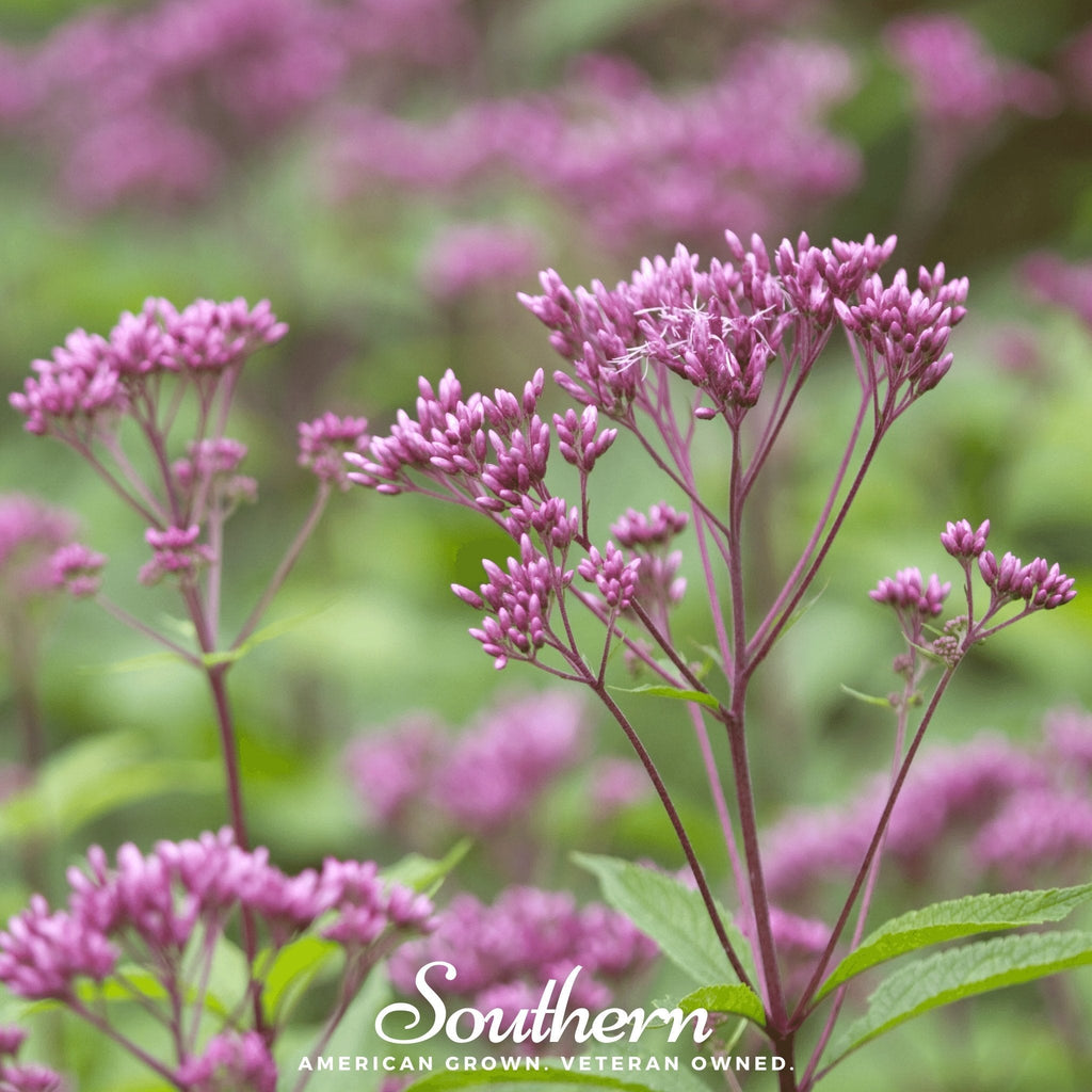 Spotted Joe Pye Weed – 100 Seeds | | Wiccan Center