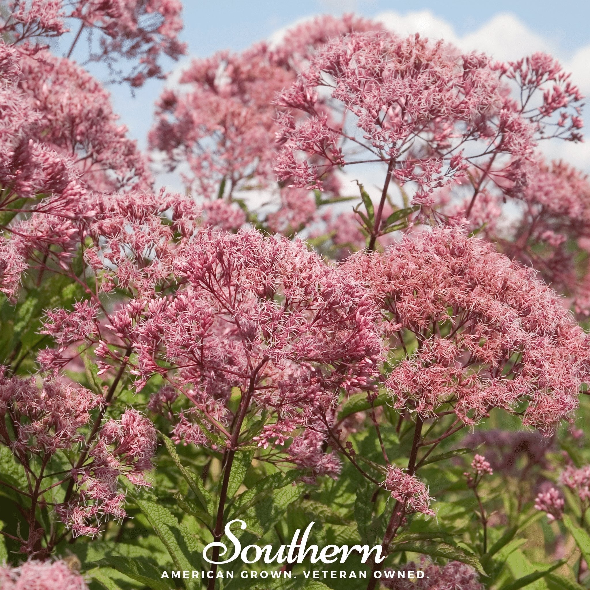 Sweet Joe Pye Weed – 100 Seeds | | Wiccan Center