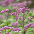 Sweet Joe Pye Weed – 100 Seeds | | Wiccan Center