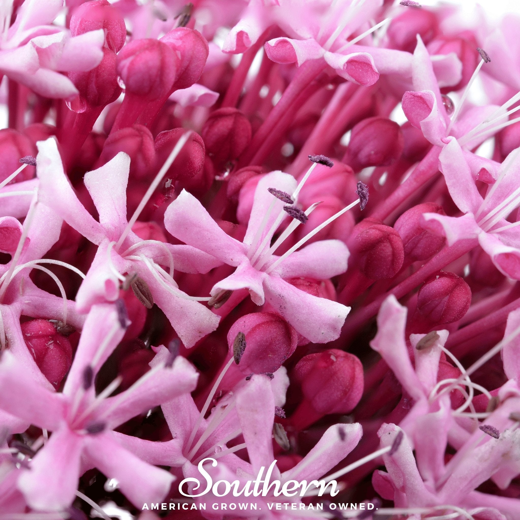 Sweet Joe Pye Weed – 100 Seeds | | Wiccan Center