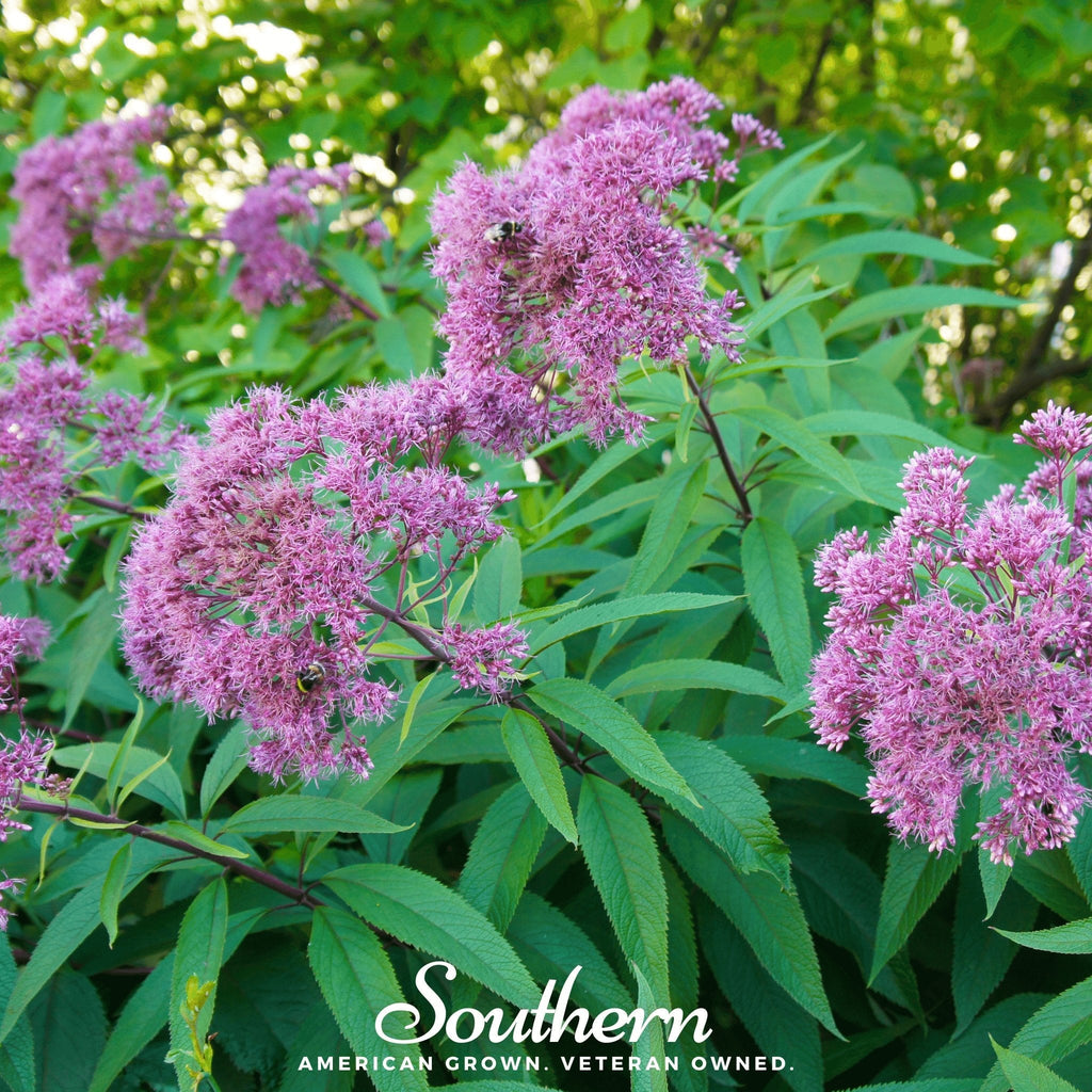 Sweet Joe Pye Weed – 100 Seeds | | Wiccan Center