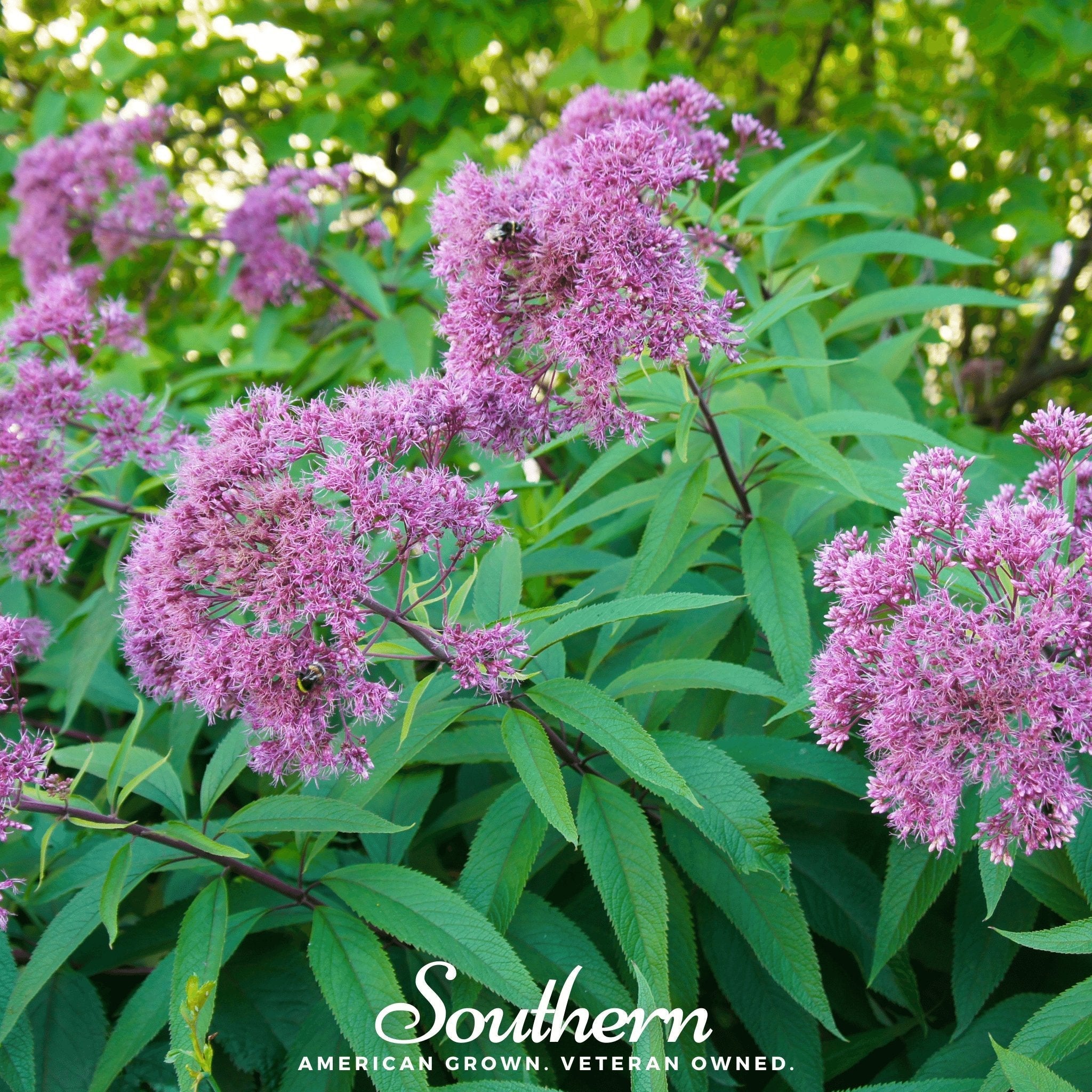 Sweet Joe Pye Weed – 100 Seeds | | Wiccan Center