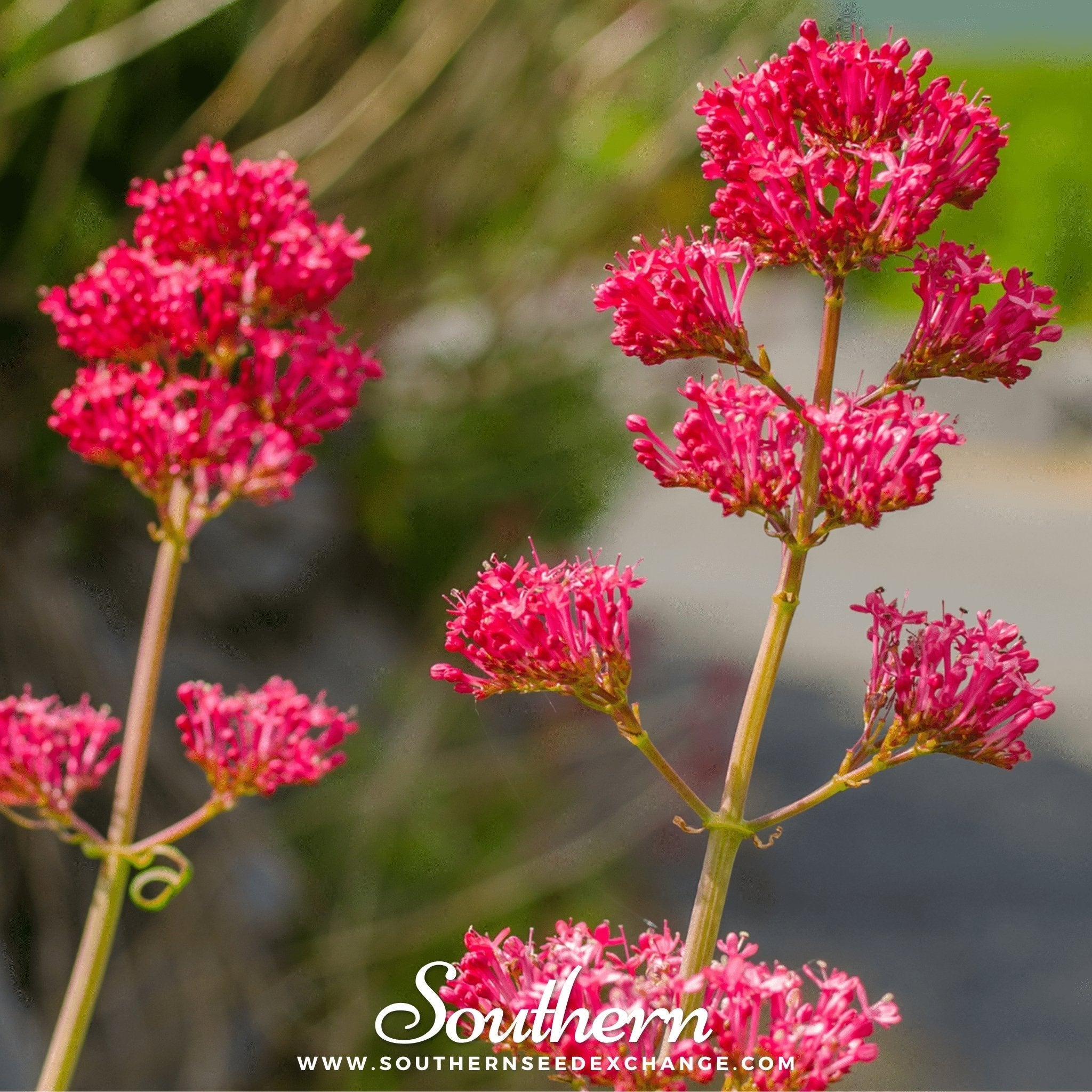 Jupiter’s Beard (Red Valerian) – 50 Seeds | | Wiccan Center