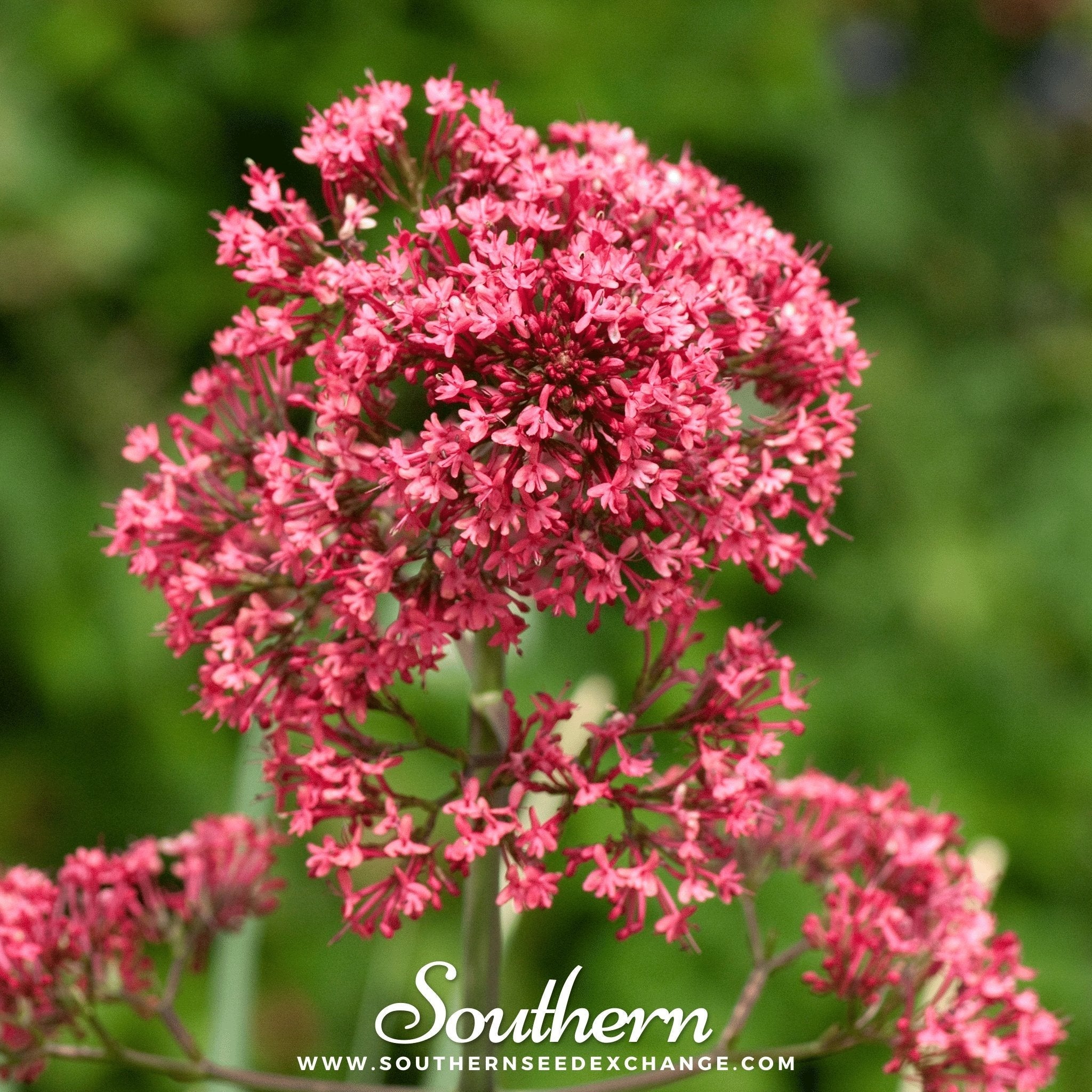 Jupiter’s Beard (Red Valerian) – 50 Seeds | | Wiccan Center