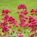Jupiter’s Beard (Red Valerian) – 50 Seeds | | Wiccan Center