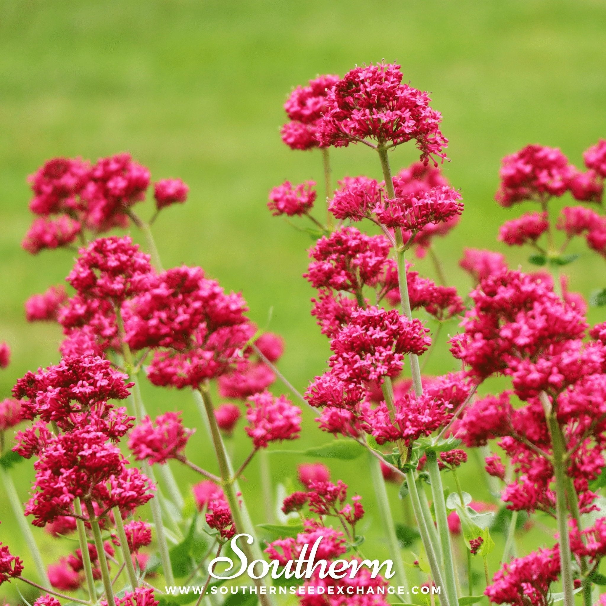 Jupiter’s Beard (Red Valerian) – 50 Seeds | | Wiccan Center