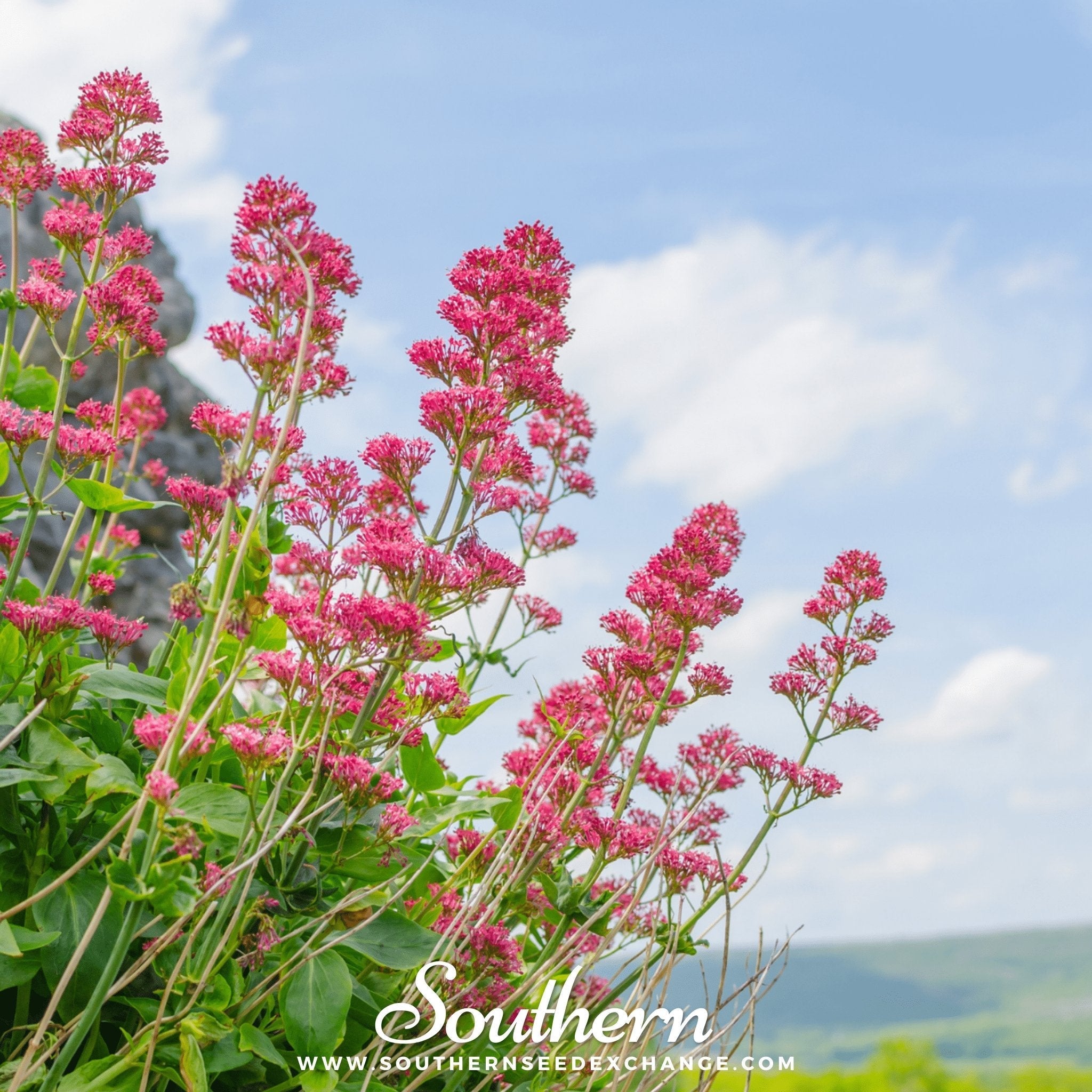 Jupiter’s Beard (Red Valerian) – 50 Seeds | | Wiccan Center