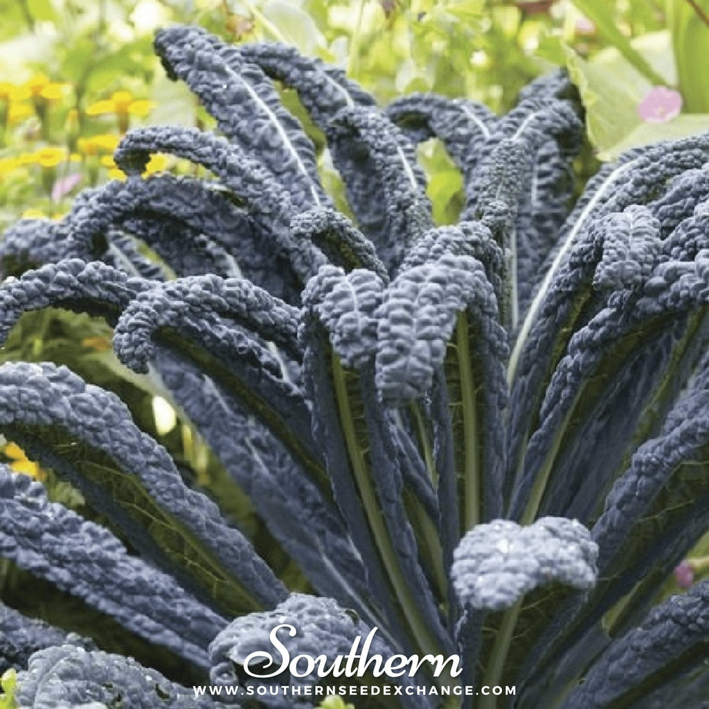 Black Magic Kale – 250 Seeds | Seeds | Wiccan Center