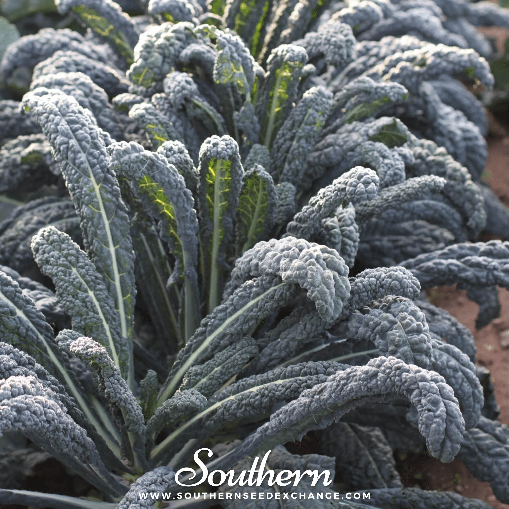 Black Magic Kale – 250 Seeds | Seeds | Wiccan Center