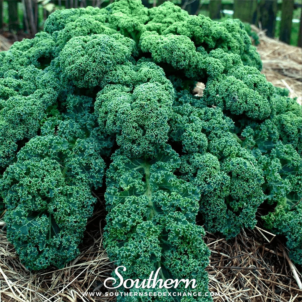 Dwarf Blue Curled Scotch Kale – 250 Seeds | | Wiccan Center