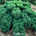 Dwarf Blue Curled Scotch Kale – 250 Seeds | | Wiccan Center