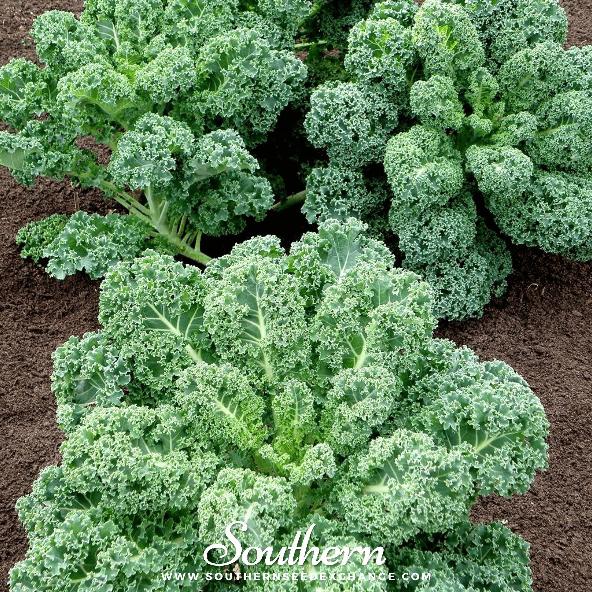 Dwarf Blue Curled Scotch Kale – 250 Seeds | | Wiccan Center