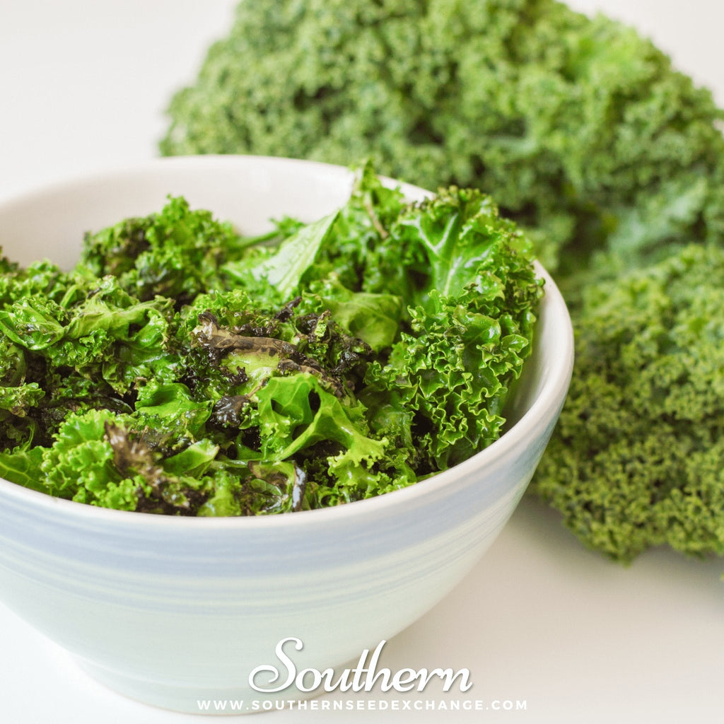Dwarf Blue Curled Scotch Kale – 250 Seeds | | Wiccan Center