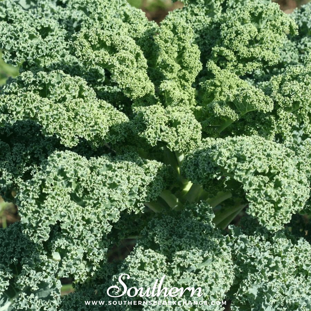 Dwarf Blue Curled Scotch Kale – 250 Seeds | | Wiccan Center
