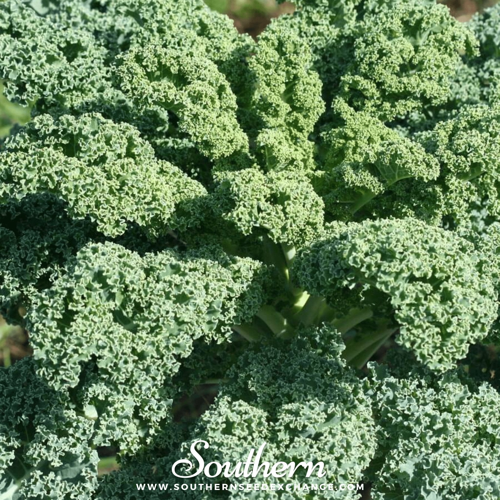 Dwarf Blue Curled Scotch Kale – 250 Seeds | | Wiccan Center