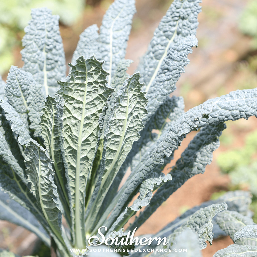 Lacinato "Dinosaur" Kale – 250 Seeds | | Wiccan Center