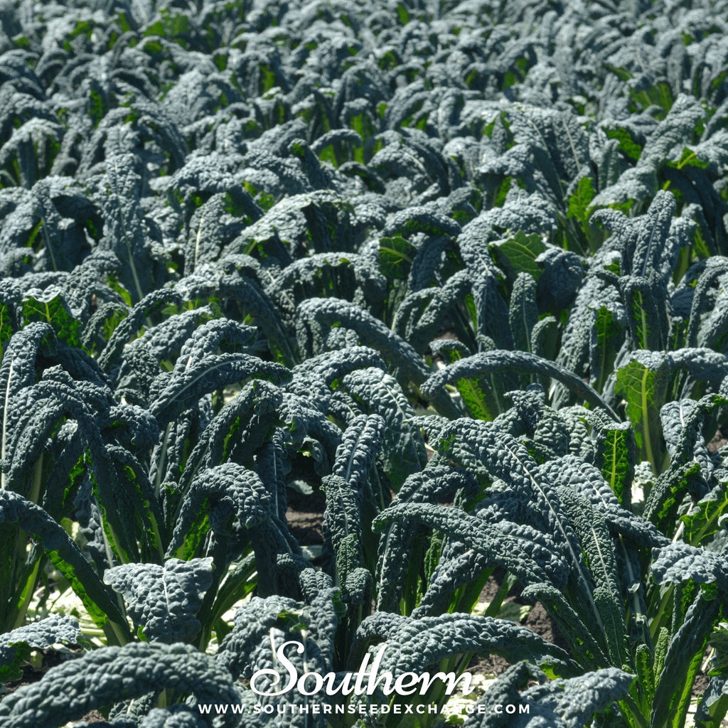 Lacinato "Dinosaur" Kale – 250 Seeds | | Wiccan Center