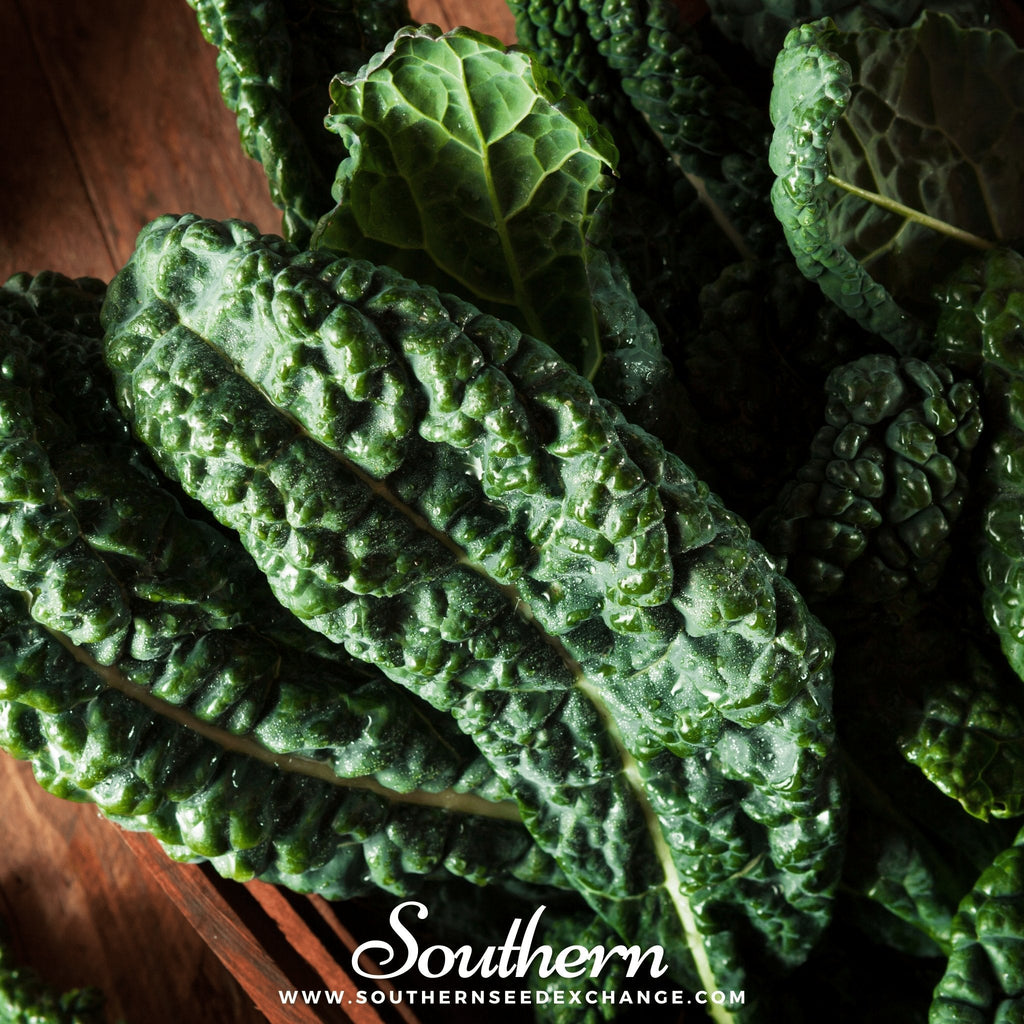 Lacinato "Dinosaur" Kale – 250 Seeds | | Wiccan Center