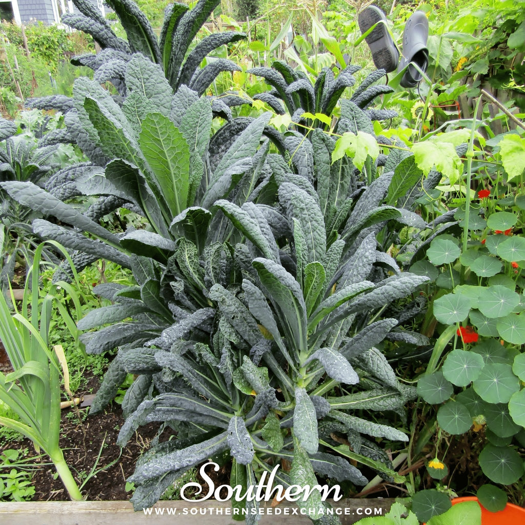 Lacinato "Dinosaur" Kale – 250 Seeds | | Wiccan Center