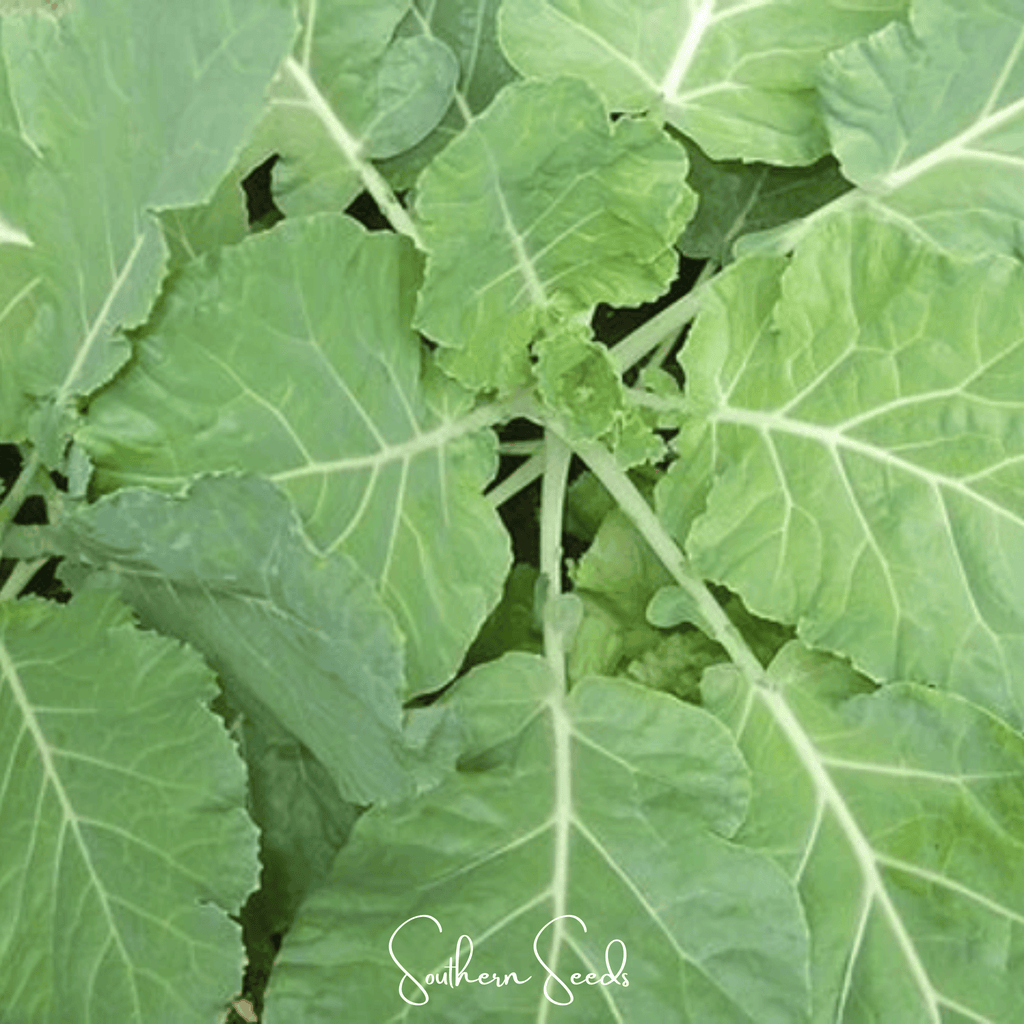 Premier Kale – 250 Seeds | Seeds | Wiccan Center