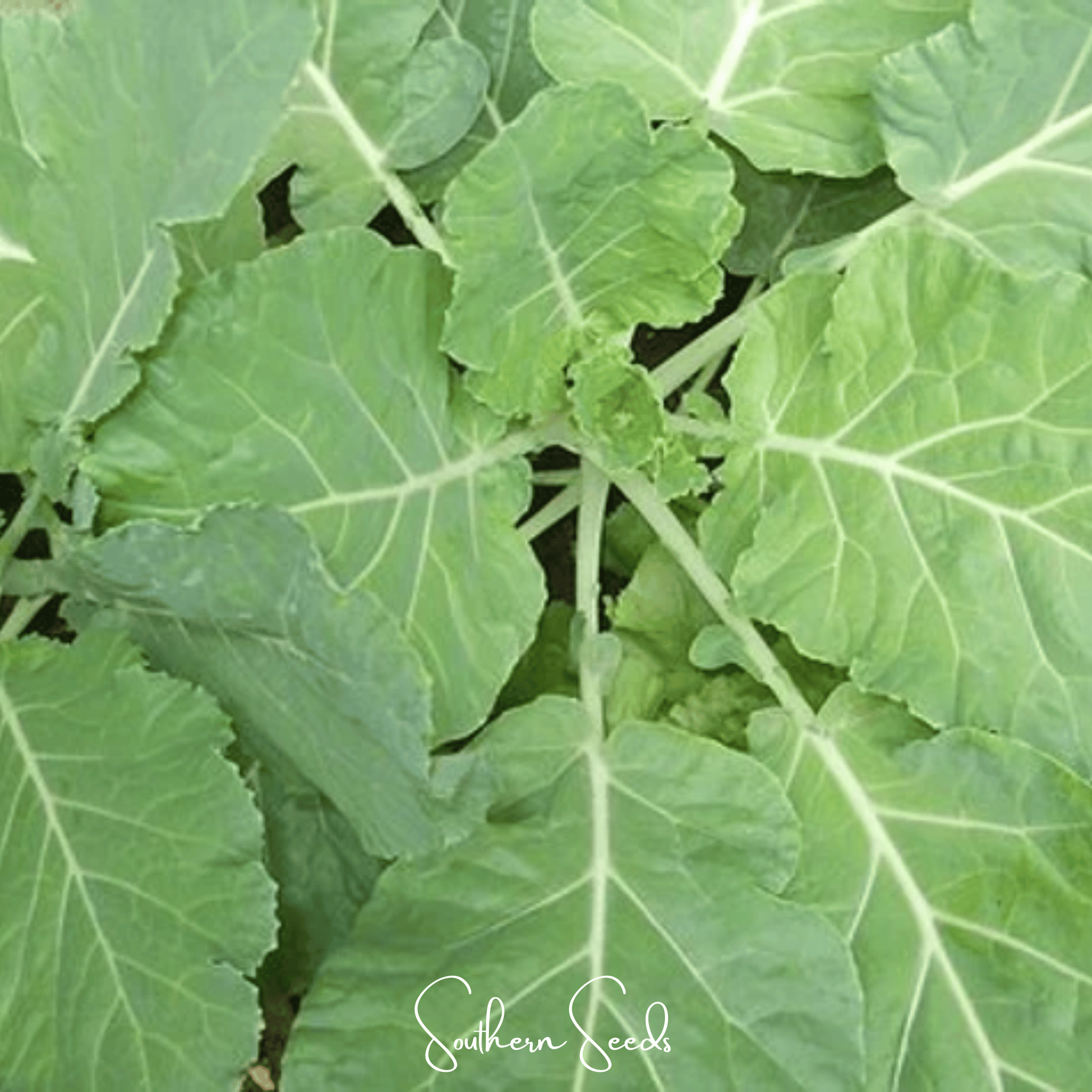 Premier Kale – 250 Seeds | Seeds | Wiccan Center