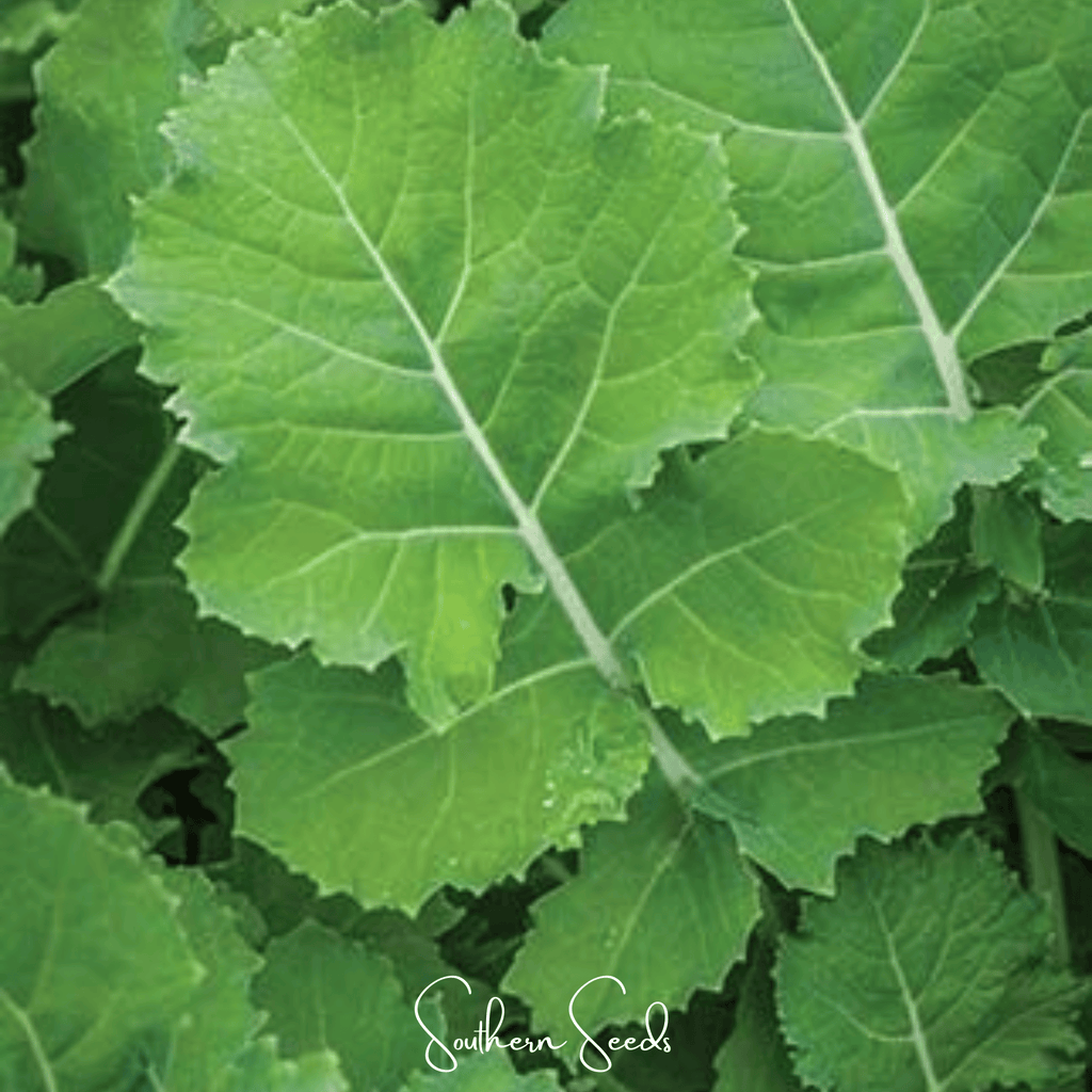 Premier Kale – 250 Seeds | Seeds | Wiccan Center