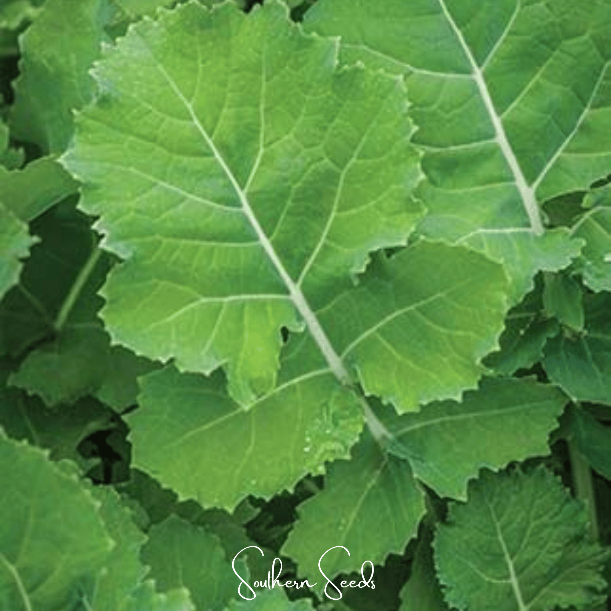 Premier Kale – 250 Seeds | Seeds | Wiccan Center
